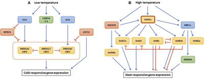 Frontiers | Multilevel Regulation Of Abiotic Stress Responses In Plants